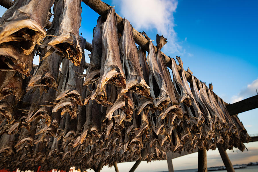 Lofoten Cod fish hanging on scaffolding in winter Photograph by Mantaphoto