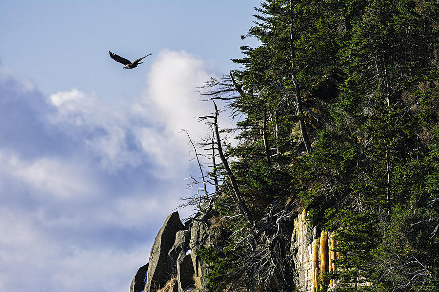 Lofty Bald Eagle Surveys Maines Bold Coast Photograph by Marty Saccone