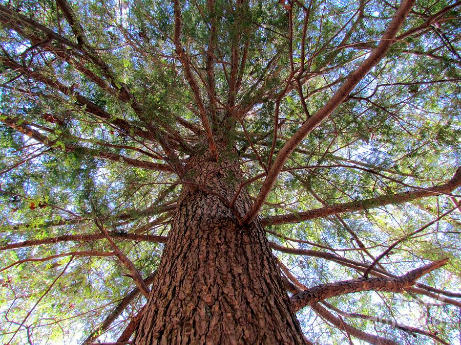 Lofty Pine Photograph by Lili Feinstein