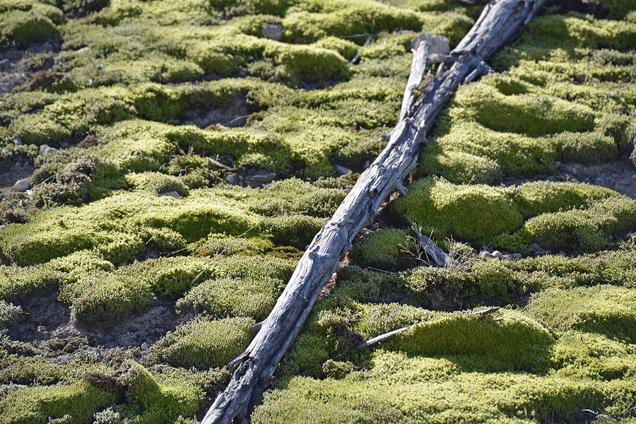 Log and Thermal Moss in Autumn Sunlight in Yellowstone Photograph by Bruce Gourley