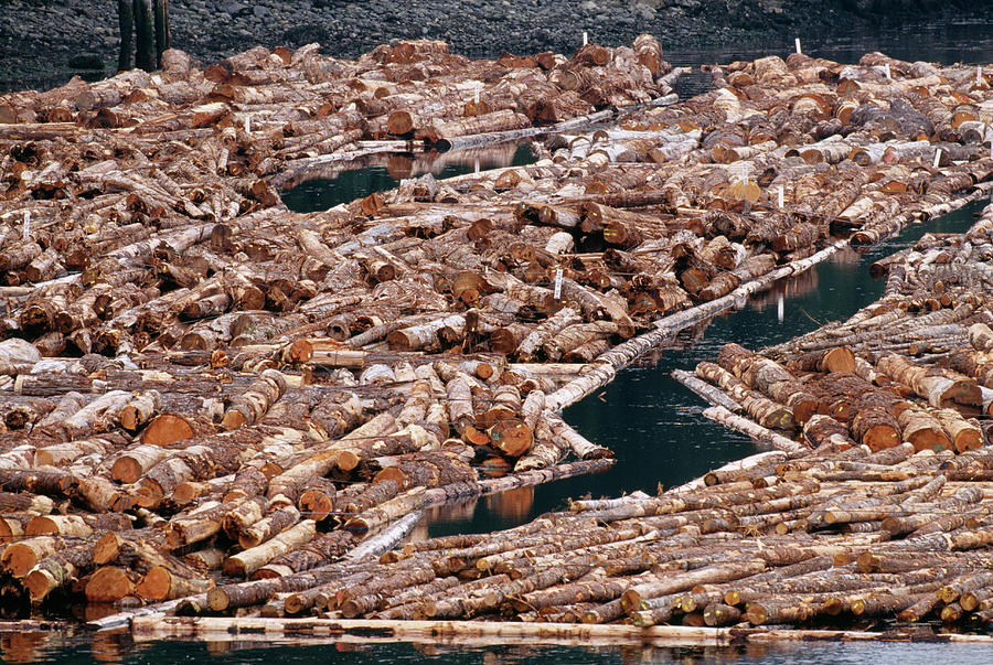 Log Booms In Vancouver Island Photograph by David Nunuk/science Photo ...