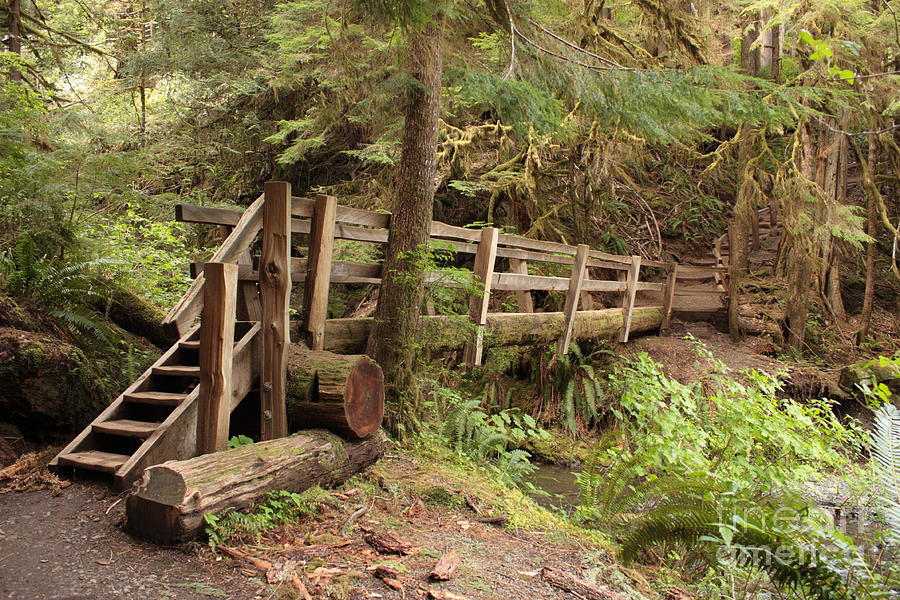 Log Bridge in the Rainforest Photograph by Carol Groenen
