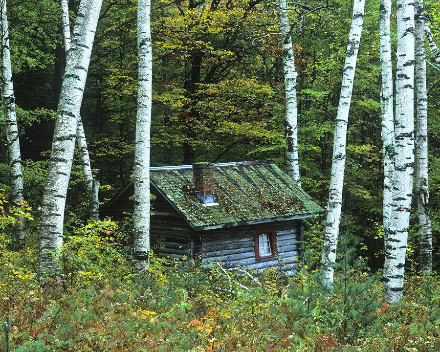 Log Cabin in the Birch Forest Vermont Photograph by Joe  Palermo