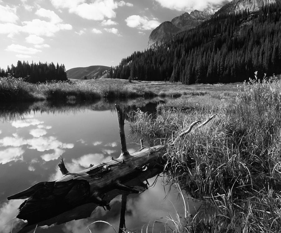 Logs Photograph - Log in a Beaver pond by Mike Bennett Logs Photograph - Log in a Beaver pond by Mike Bennett