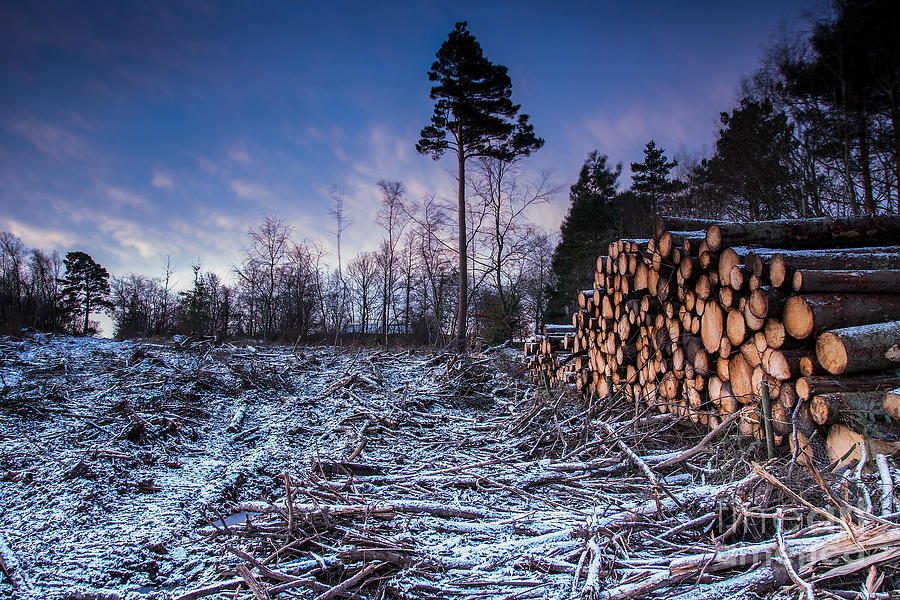 Logs Photograph - Log Jam by Keith Thorburn LRPS EFIAP CPAGB