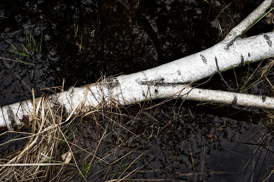 Log of a white birch tree and black swamp Photograph by Matthias Hauser