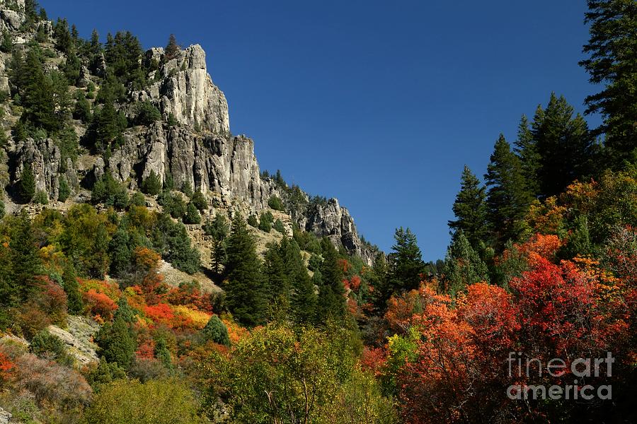 Logan Canyon Granite and Leaves Photograph by Roxie Crouch