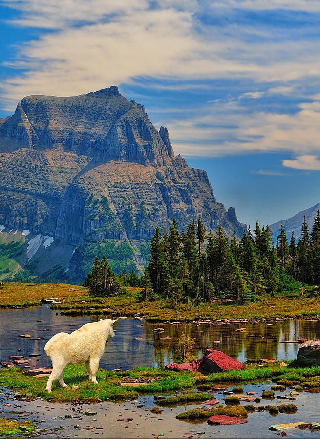 Logan Pass in Glacier National Park Photograph by Greg Norrell