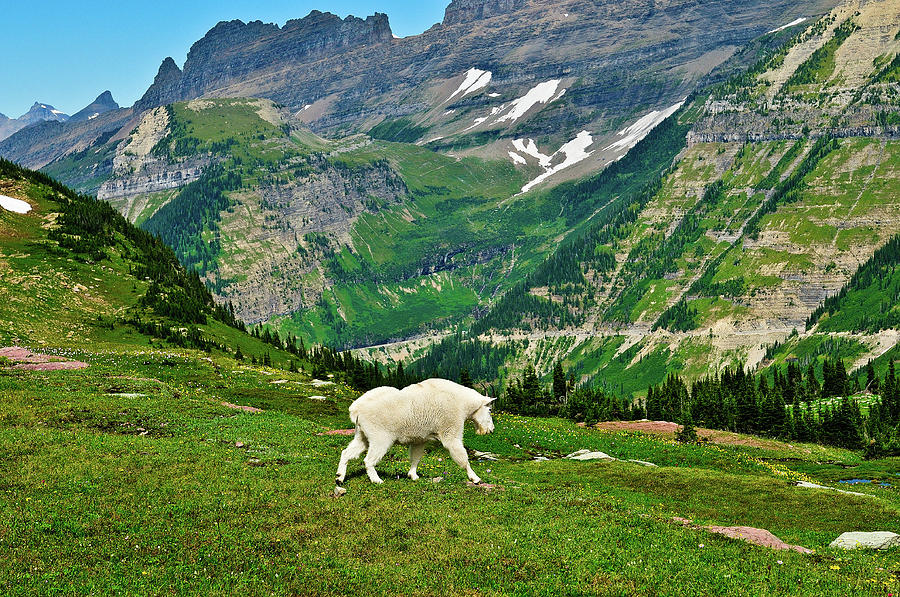 Logan Pass Mountain Goat Photograph by Greg Norrell