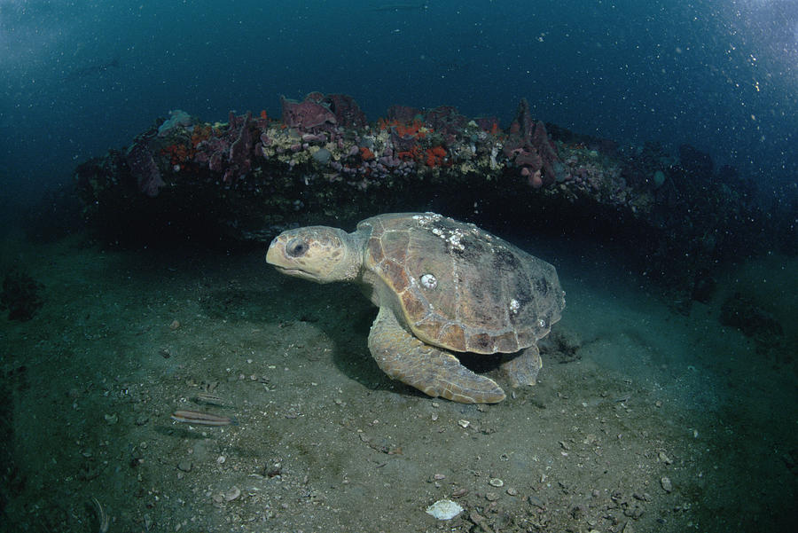 Loggerhead Sea Turtle Greys Reef Nms Photograph by Flip Nicklin