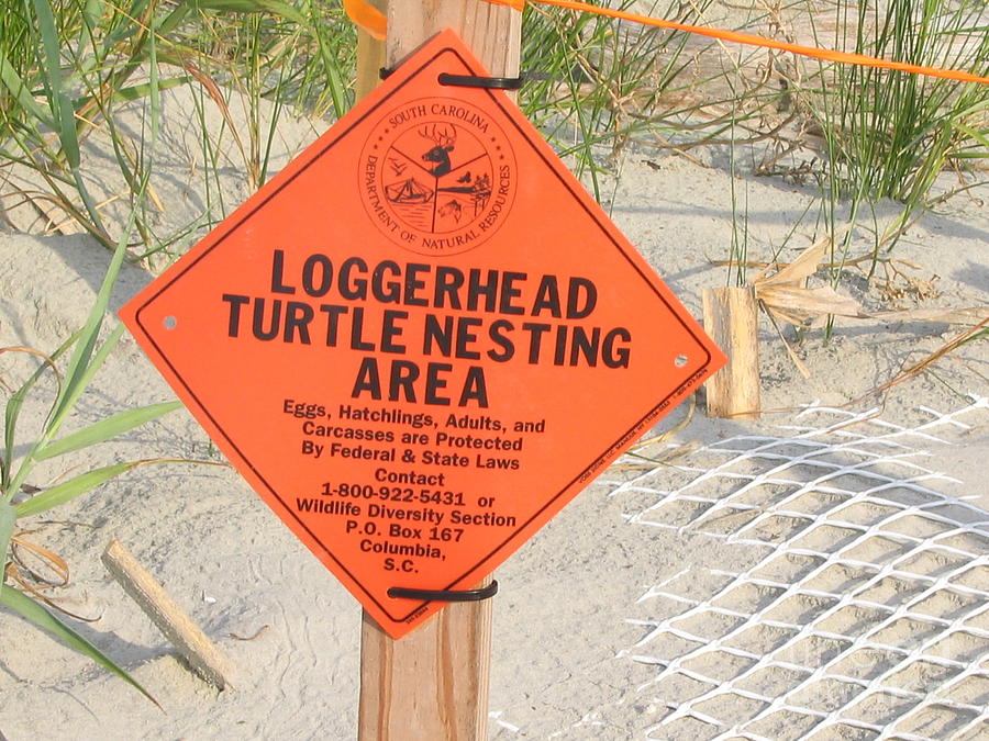 Loggerhead Sea Turtle Sign Photograph by Paddy Shaffer - Fine Art America