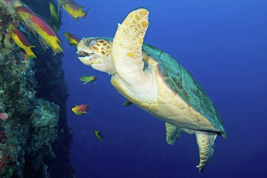 loggerhead-turtle-photograph-by-clay-coleman-science-photo-library