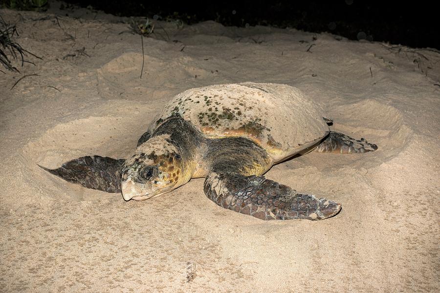 Loggerhead Turtle Covering Its Nest Photograph By Tony Camacho - Fine 