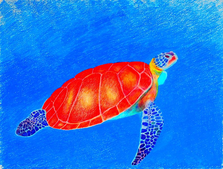 Loggerhead Turtle Drawing by Kevin V Gleason Fine Art America