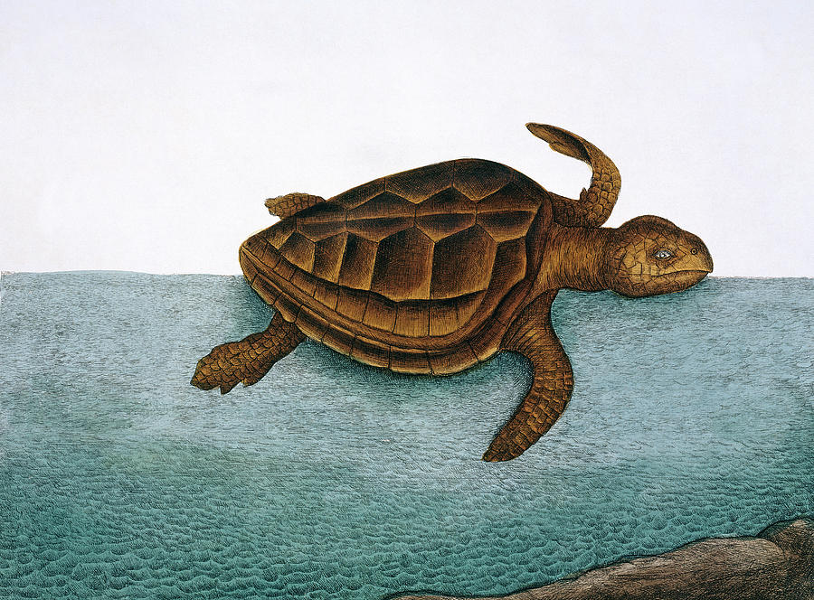 Loggerhead Turtle Photograph by Natural History Museum, London