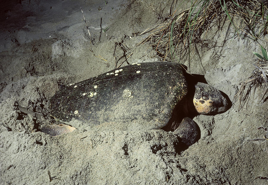 Loggerhead Turtle Nesting Photograph by Larry Cameron