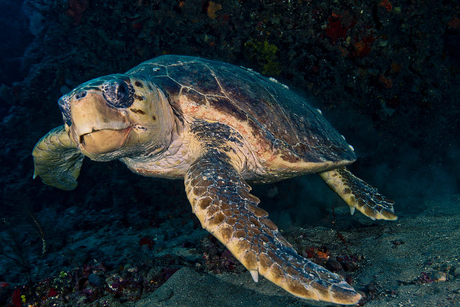 Loggerhead Turtle Under Ledge Photograph by Sandra Edwards