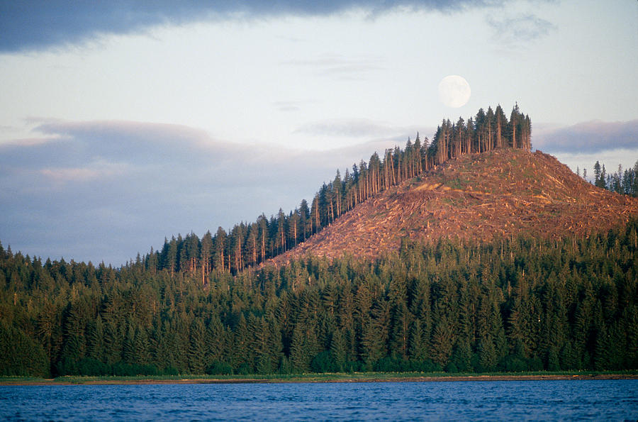 Logging In Alaska Photograph by F. Stuart Westmorland