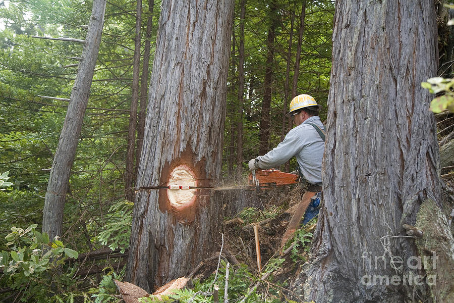 Logging Photograph by Jim West
