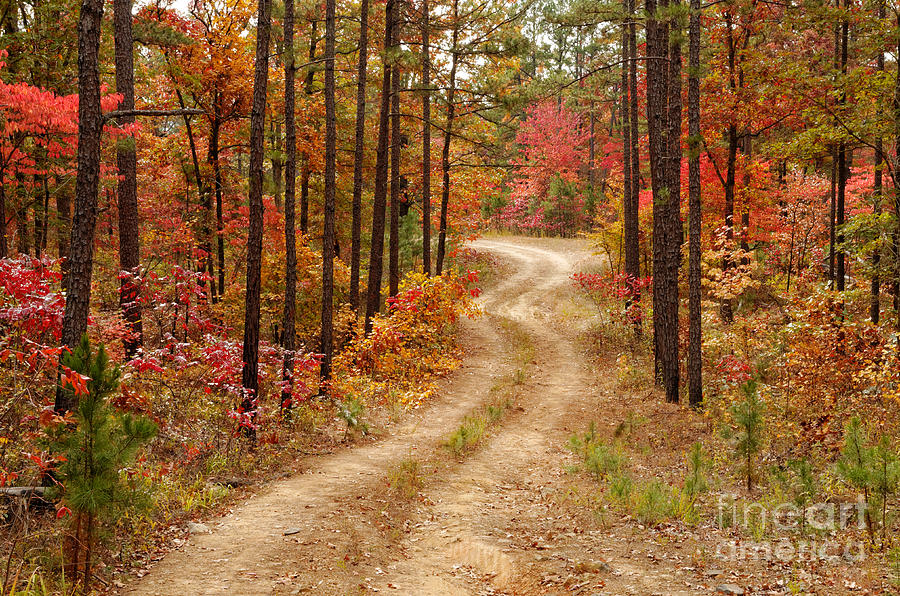 Logging Road in the Ouachita National Forest - Beavers Bend State Park - Poteau - Oklahoma Arkansas Photograph by Silvio Ligutti