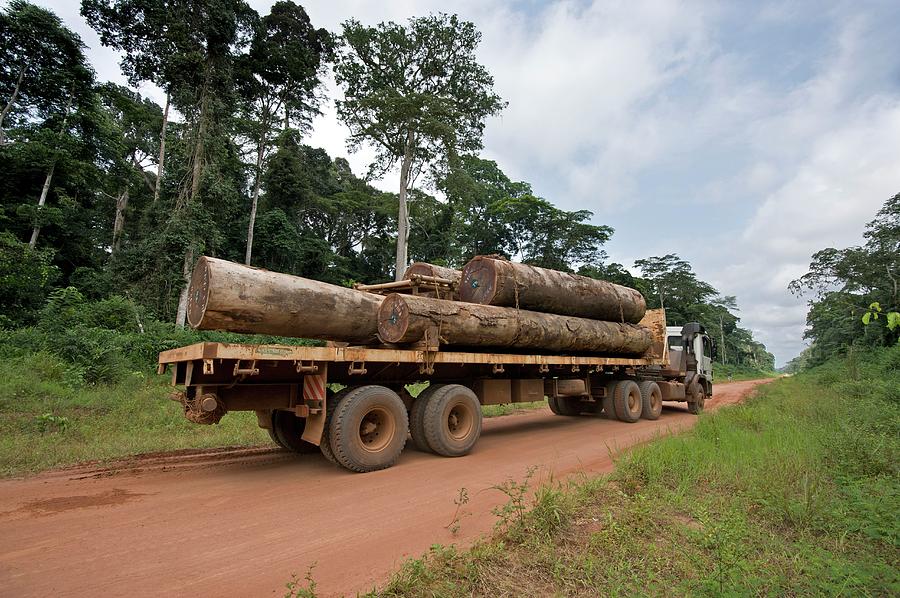 Transportation Photograph - Logging Truck In The Congo Basin by Tony Camacho/science Photo Library