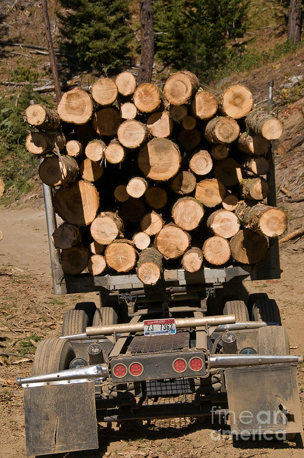 Logging Truck Photograph by William H. Mullins