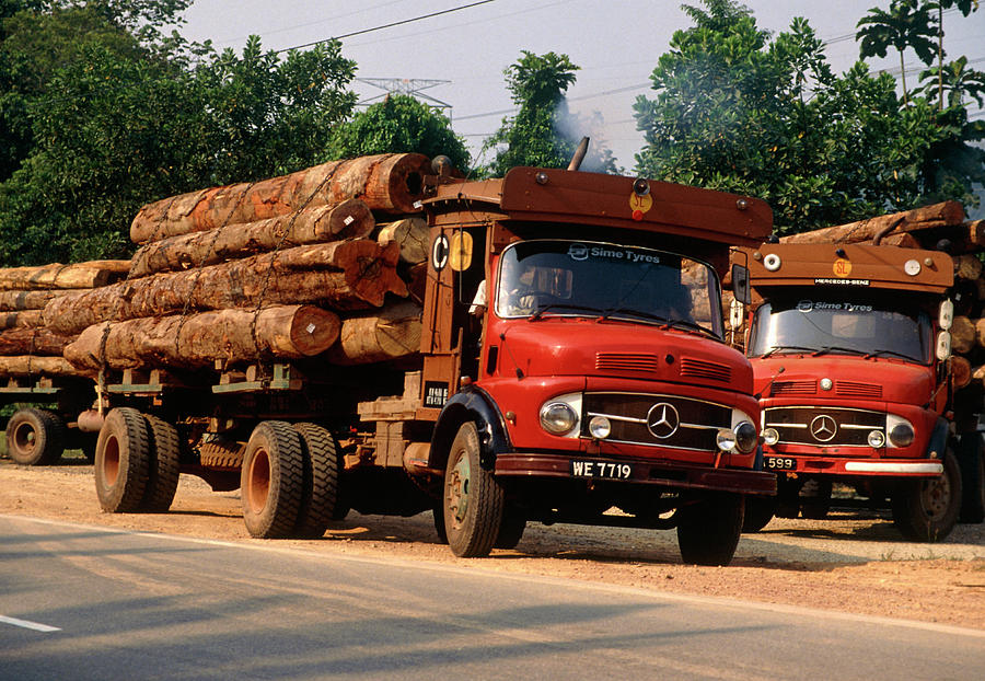 Logging Trucks In Rainforest Photograph by Jiri Loun/science Photo Library