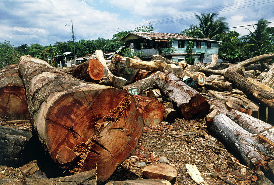 Tree Photograph - Logs From A Rainforest Piled Up At A Sawmill by William Ervin/science Photo Library