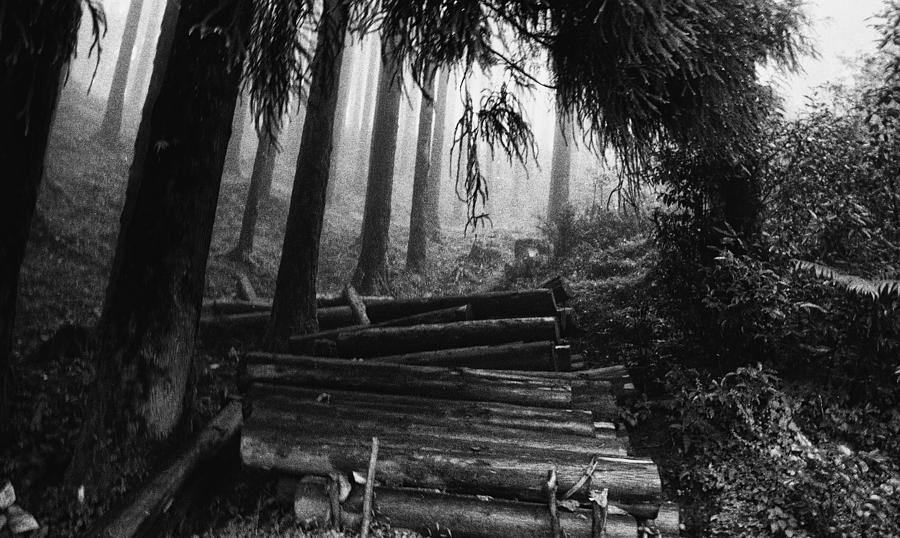Black And White Photograph - Logs in Naudanda Nepal by Ellin Pollachek