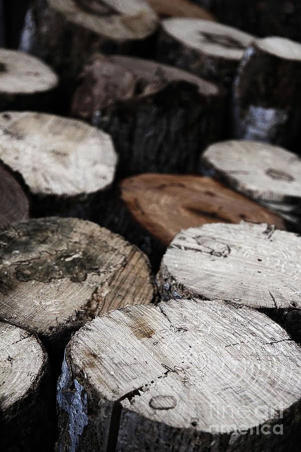Logs Logs Logs Photograph by Trish Mistric