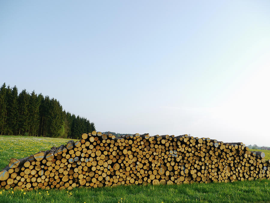 Logs Of Wood In A Field Photograph by Rolfo Rolf Brenner