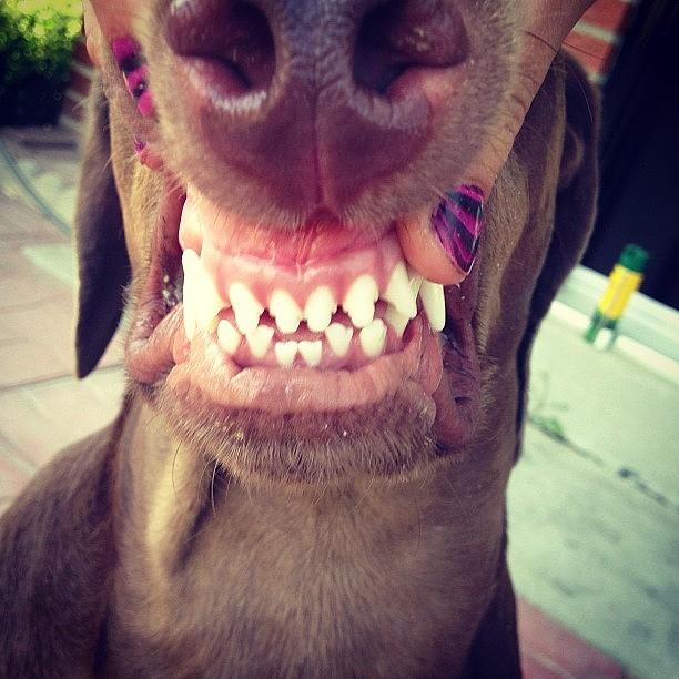 Cool Photograph - Lol My Dog Looks Funny #lol #dog #teeth by Mackenzie Klin