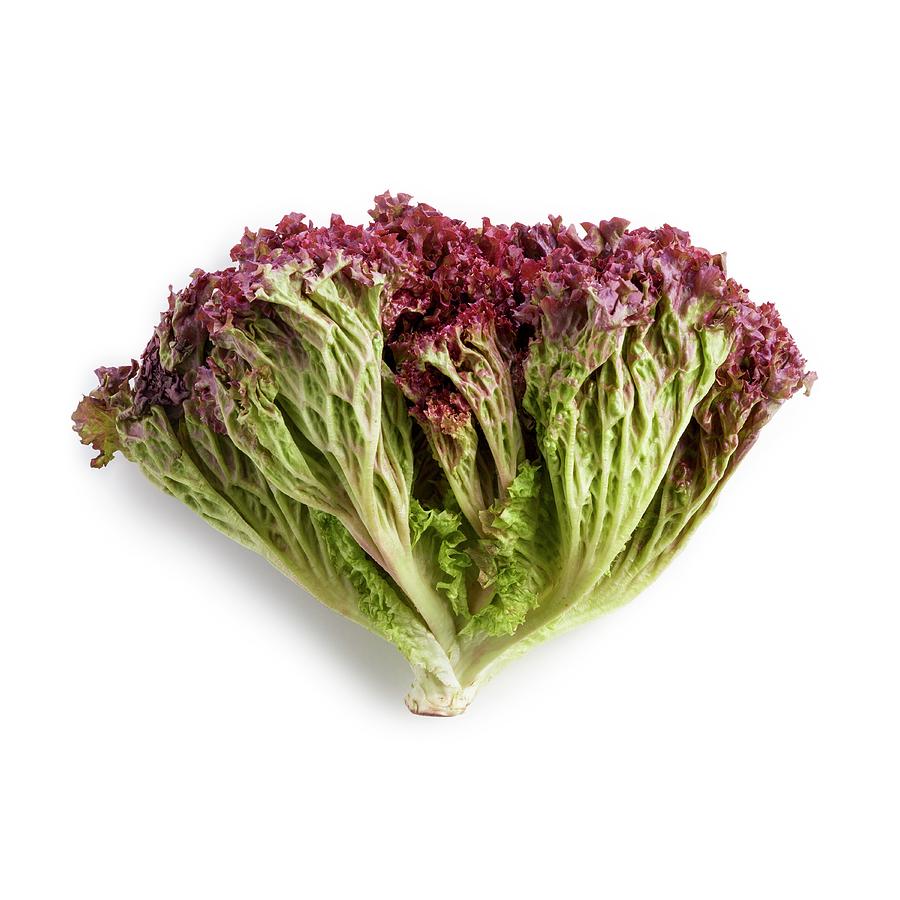 Lollo Rosso Lettuce Photograph by Science Photo Library - Pixels
