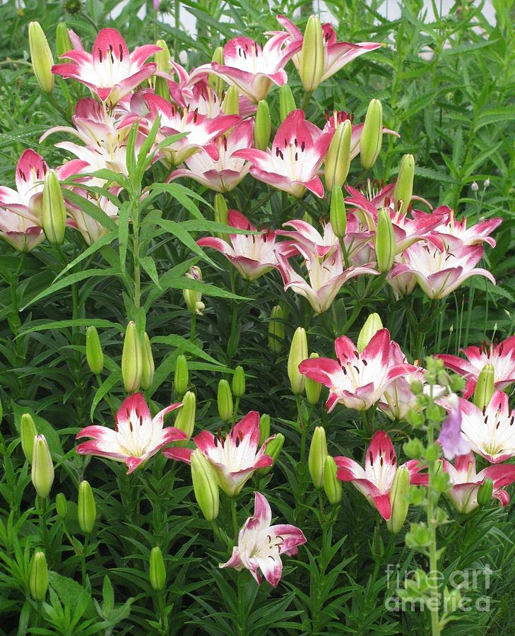 Lollypop Lilies Galore Photograph by Margaret Newcomb - Fine Art America