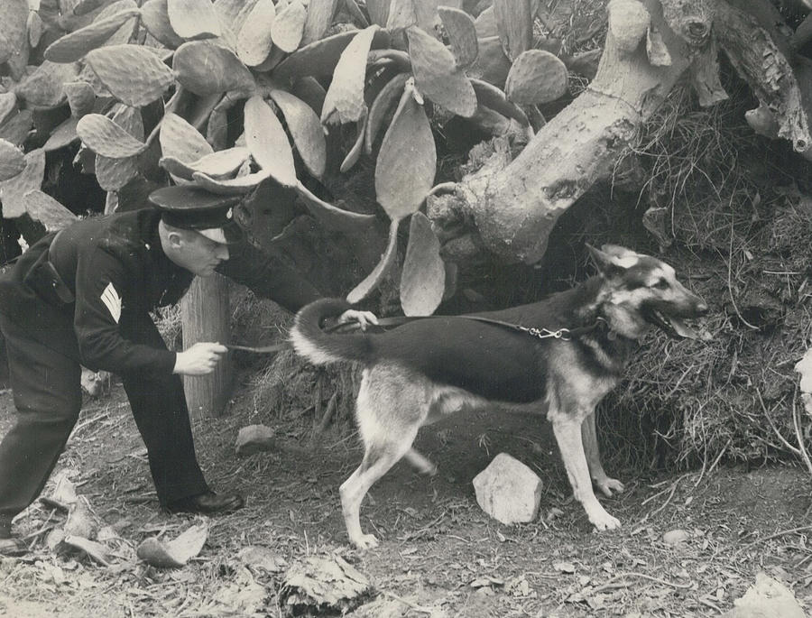 London Police Dogs Arrive In Cyprus To Track Down Photograph by Retro ...