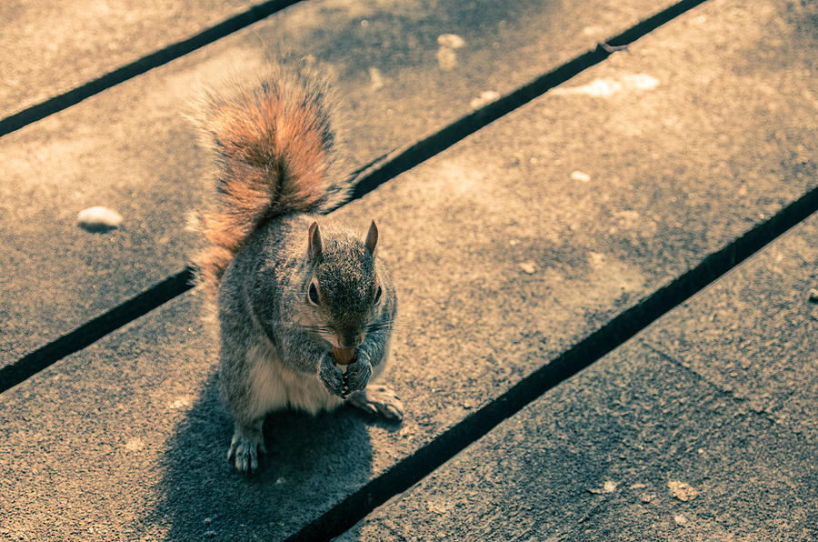 London Urban Squirrel Photograph by Lenny Carter