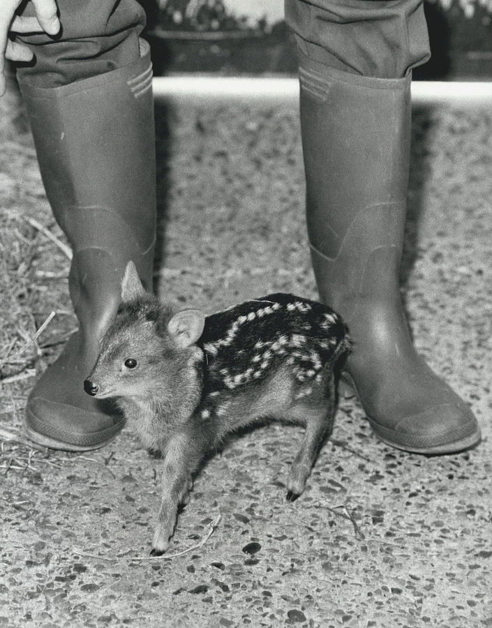 London Zoos Latest Baby-a Pudu-tiny South American Deer Photograph by Retro Images Archive