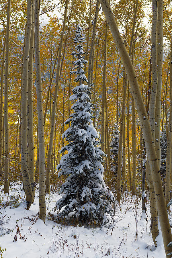 Lone Autumn Pine Photograph by Dustin LeFevre