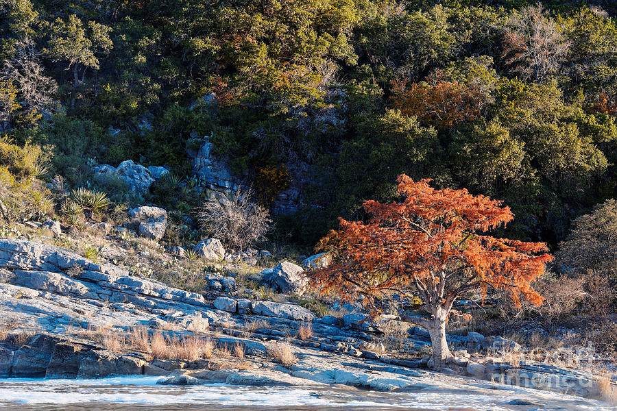 Fall Photograph - Lone Bald Cypress at Pedernales Falls State Park - Johnson City Texas Hill Country by Silvio Ligutti