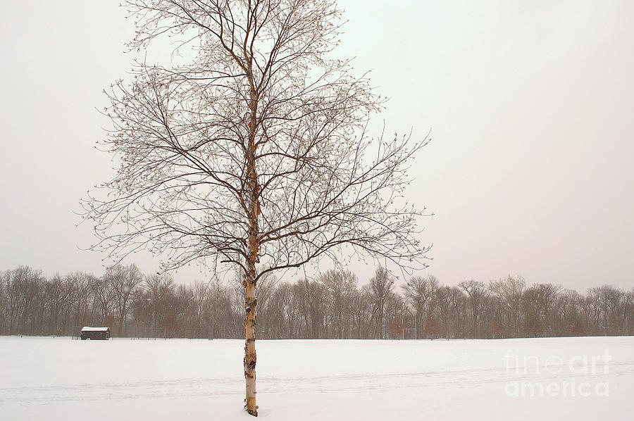 Lone Birch Tree in Winter Photograph by Amy Lucid