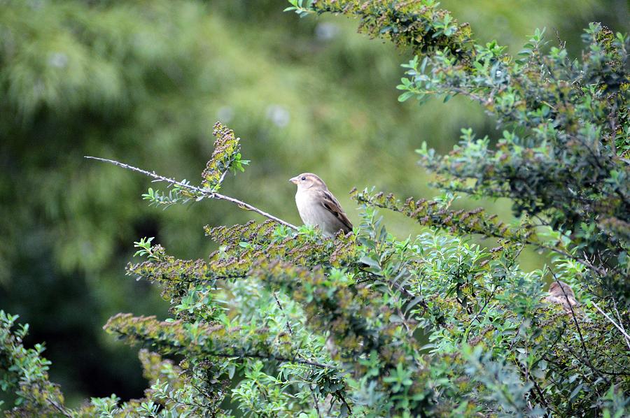 Lone Bird Photograph by David Earl Johnson