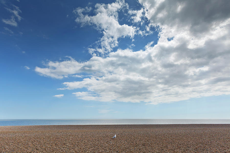 Lone Bird On An Empty Beach With Blue Photograph by Terence Waeland