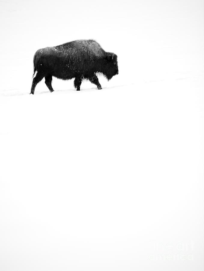 Lone Bison Photograph by David Lichtneker
