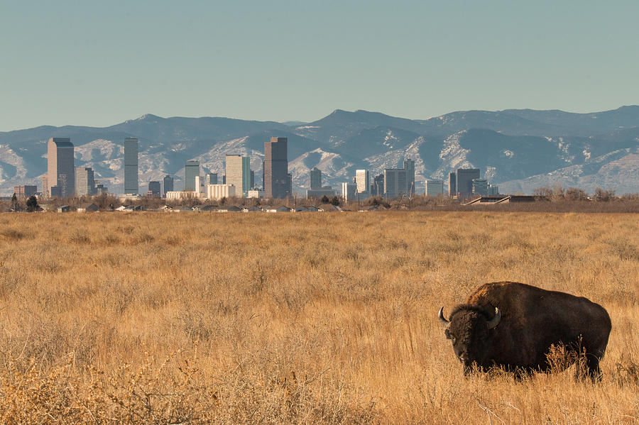 Lone Bison in Front of the Denver Skyline Photograph by Tony Hake