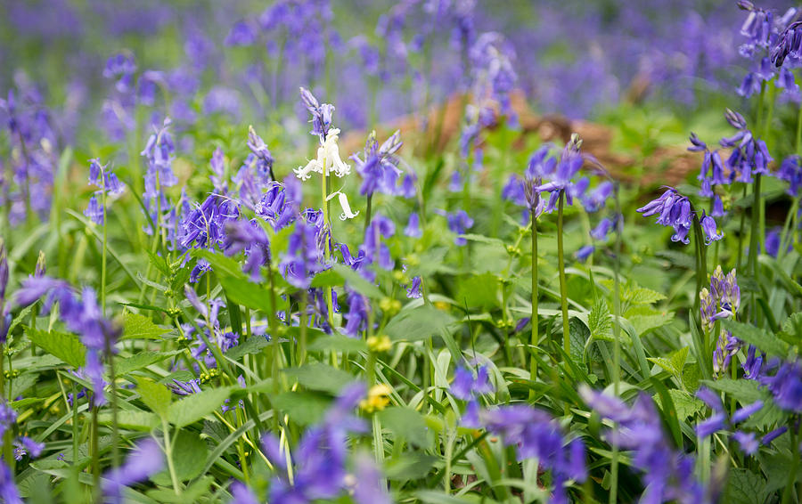 Lone Bluebell Photograph by Roy Pedersen