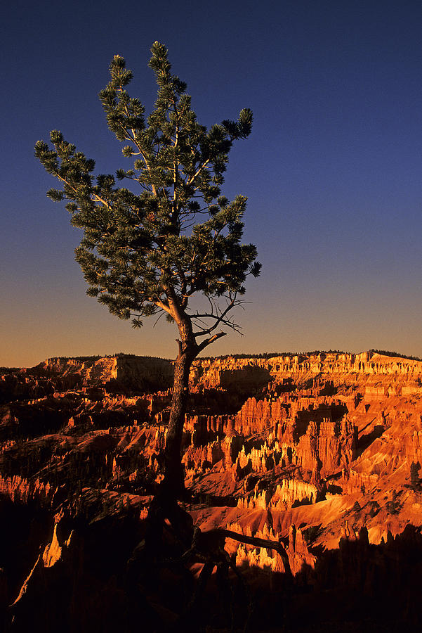 Lone Bryce Canyon Tree Photograph by Doug Davidson