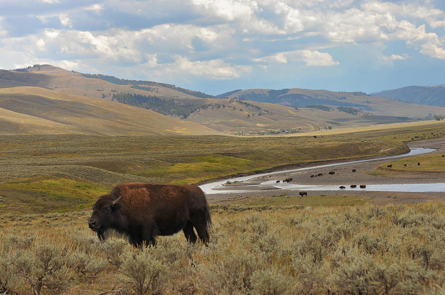 Lone Buffalo Photograph by Harry Spitz