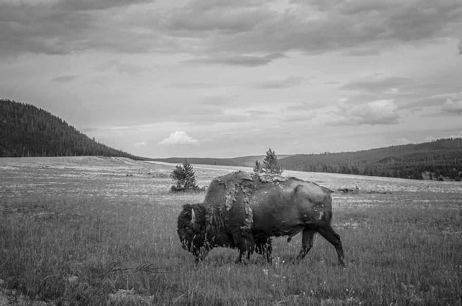Lone Buffalo Photograph by Off The Beaten Path Photography - Andrew Alexander