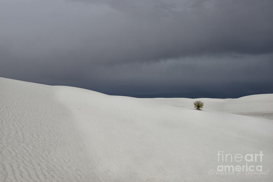 Lone Bush in White Sand Photograph by David Arment