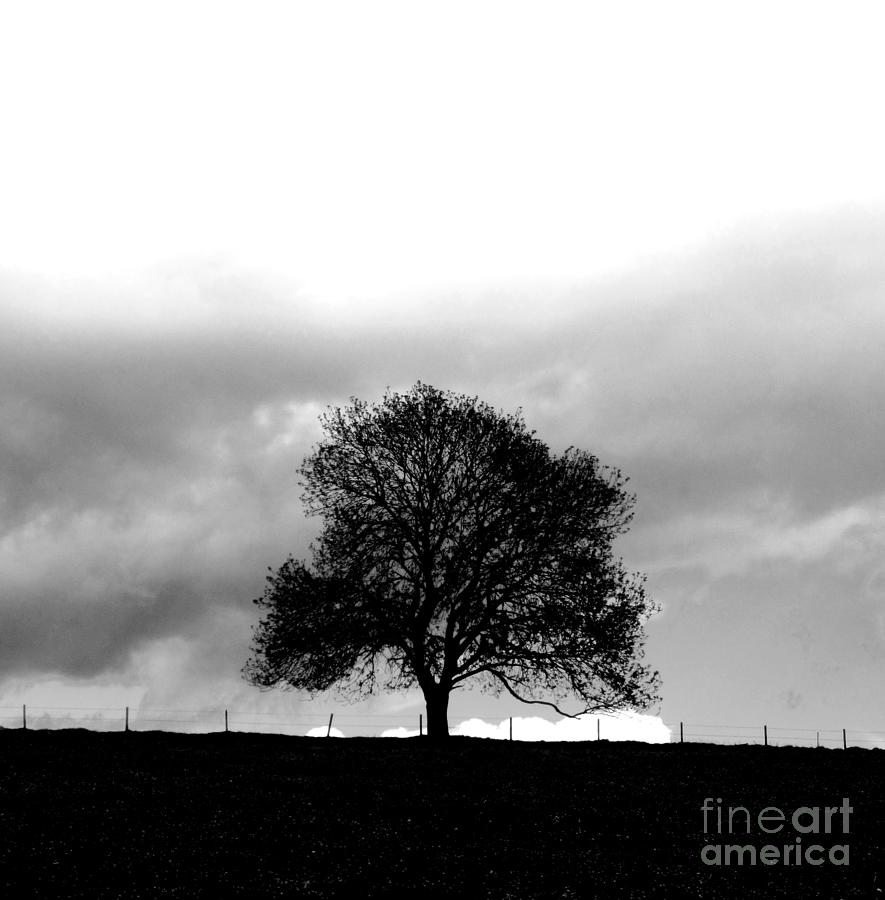 Tree Photograph - Lone by C Lythgo